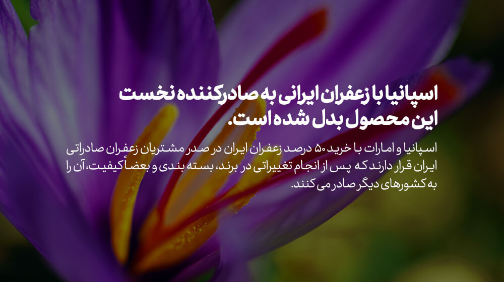 اسپانیا بزرگترین صادر کننده زعفران ایران